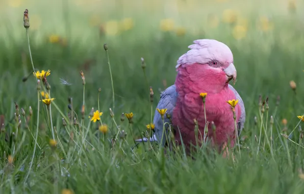 Grass, flowers, bird, parrot, bokeh, Pink cockatoo
