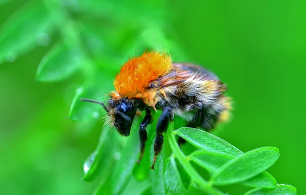 Picture nature, sheet, insect, bumblebee