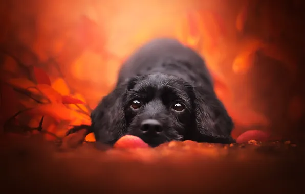 Nature, each, dog