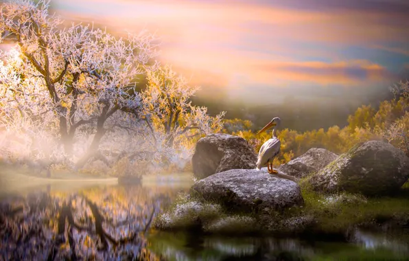 Picture trees, landscape, nature, stones, bird, morning, pond, Pelican