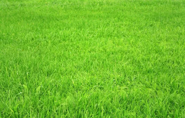 Field, grass, green