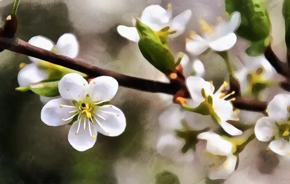 Branch, spring, drawing, cherry blossoms