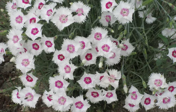Flowers, two-tone, carnation, Meduzanol ©, summer 2018