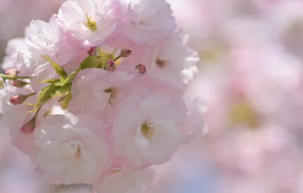 Macro, flowers, spring, Sakura, gentle, pink, flowering, bokeh