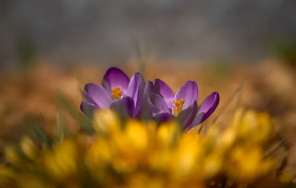 Flowers, blur, spring, yellow, purple, crocuses, Duo, blur