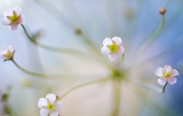 Flowers, nature, petals, stem