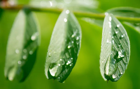 Picture leaves, water, drops, Rosa