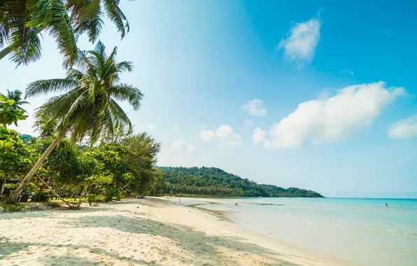 Sand, sea, wave, beach, summer, the sky, palm trees, shore