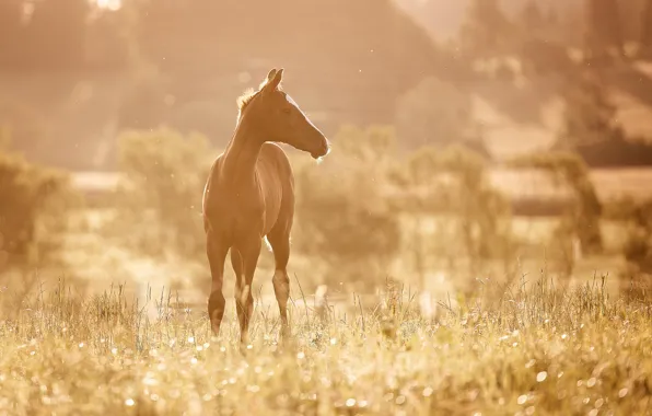Field, look, face, light, nature, horse, horse, haze