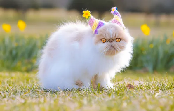 Cat, white, look, flowers, pose, kitty, glade, spring