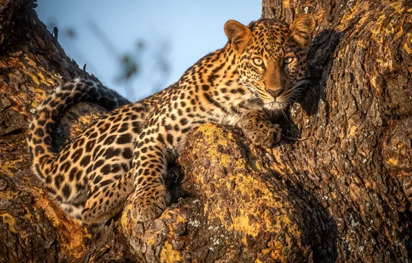 Look, tree, leopard