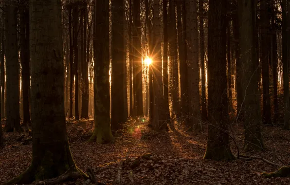 Forest, the sun, trees, Sunset in the forest