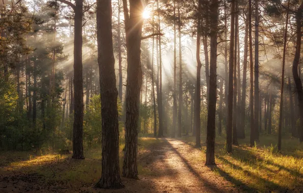 Forest, summer, grass, the sun, rays, light, trees, branches