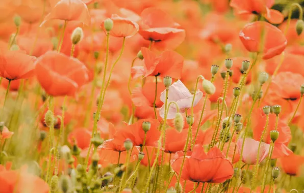 Picture photo, Flowers, Red, Maki, Bud, A lot