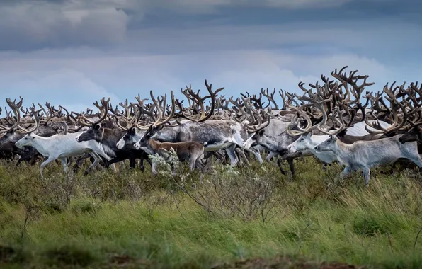 Deer, deer, tundra, the herd, reindeer, Nadezhda Demkina