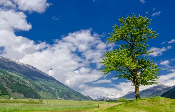The sky, grass, clouds, trees, mountains, valley