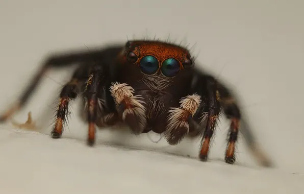 Macro, spider, grey background, jumper, jumping spider