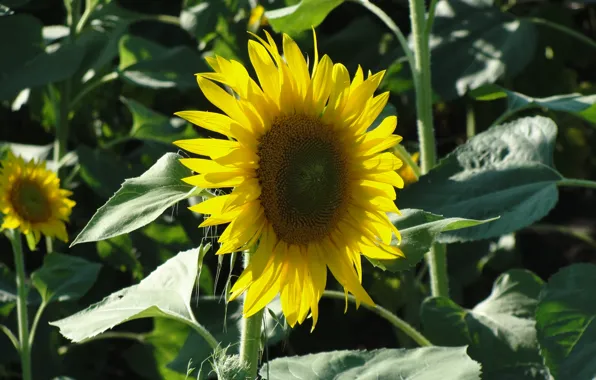 Field, Sunflower, yellow flower