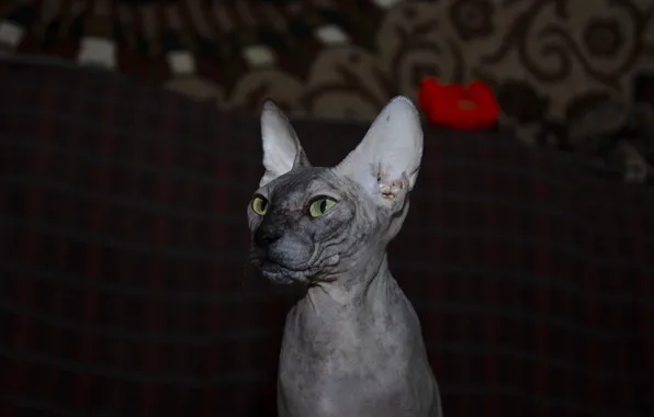 Cat, animals, Sphinx, sphynx, sphinxes, Sphinx kitten, sphynx cat, luxy