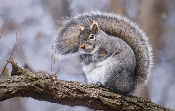 Picture background, branch, protein, tail, Vladimir Morozov