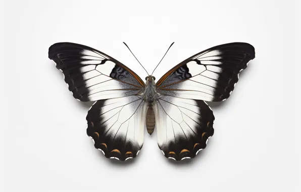 Butterfly, wings, white background, digital art, generated by AI