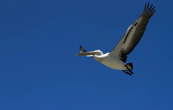 The sky, bird, flight, Pelican
