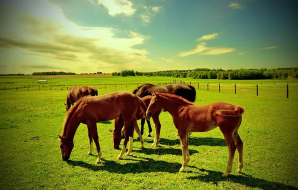 Field, animals, horses, pasture, foals