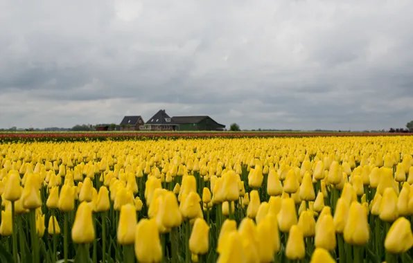 House, field, tulips, house, field, tulips, farm, farm