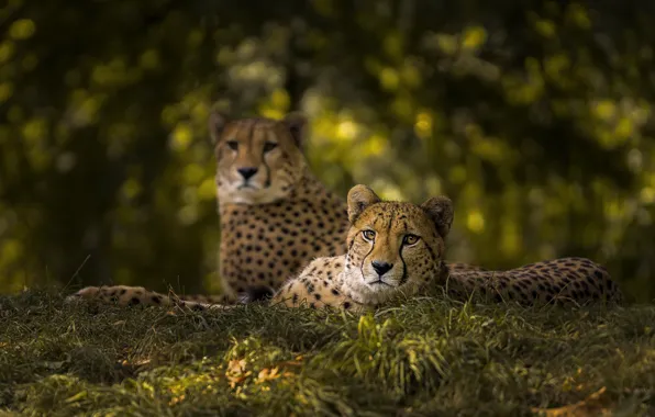 Look, lie, cheetahs