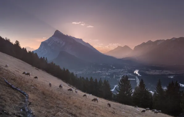 Field, mountains, fog, sheep, slope, pasture, haze, goats