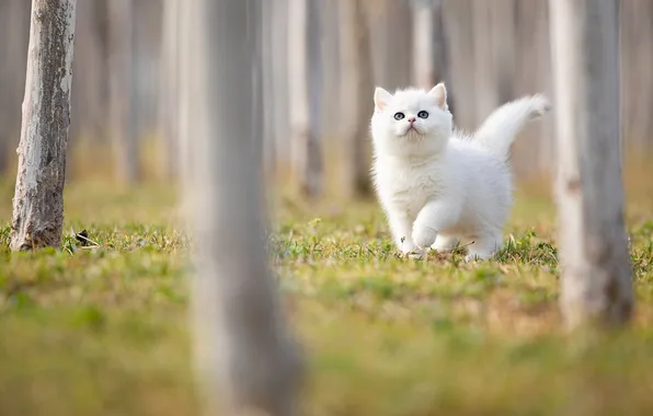 Cat, white, look, trees, pose, Park, kitty, trunks