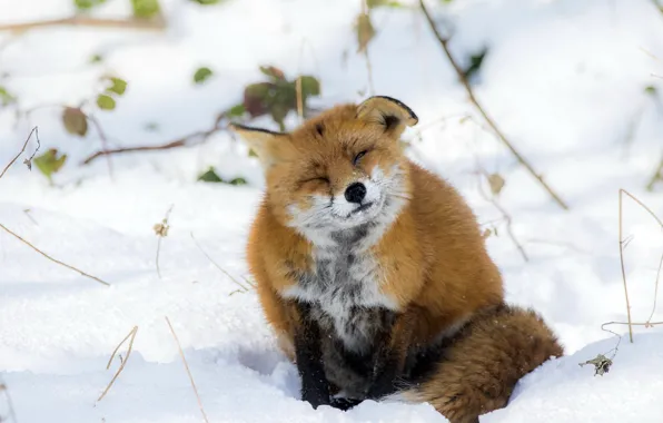 Picture nature, background, Fox