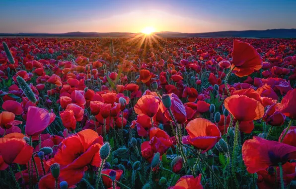 The sun, sunset, Maki, meadow
