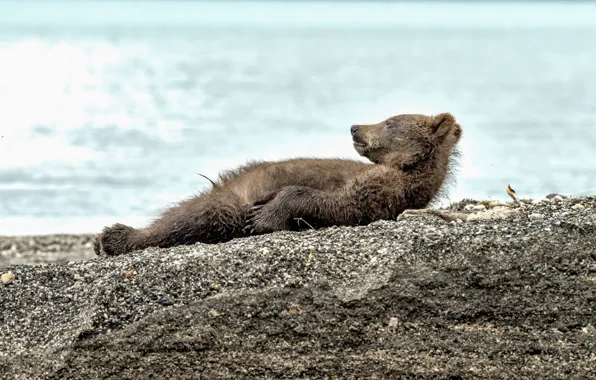 Picture stay, bear, lies