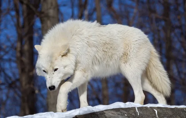 Nature, face, animal, wolf, wildlife, head, fur, mammal