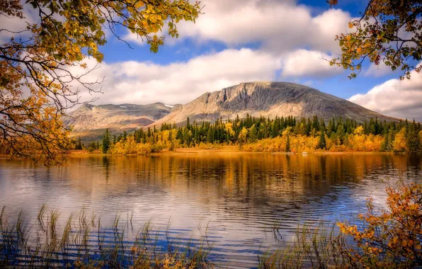 Picture autumn, forest, mountains, branches, lake, Norway
