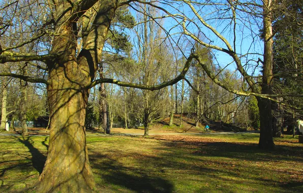 Park, tree, trunk