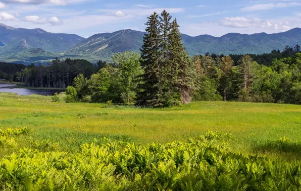 Greens, field, forest, summer, clouds, landscape, mountains, river