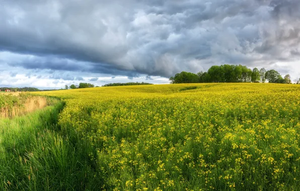 Field, clouds, flowers, yellow, meadow, track, track, rape