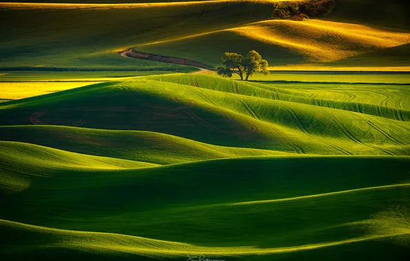 Picture field, grass, trees, landscape, nature, hills