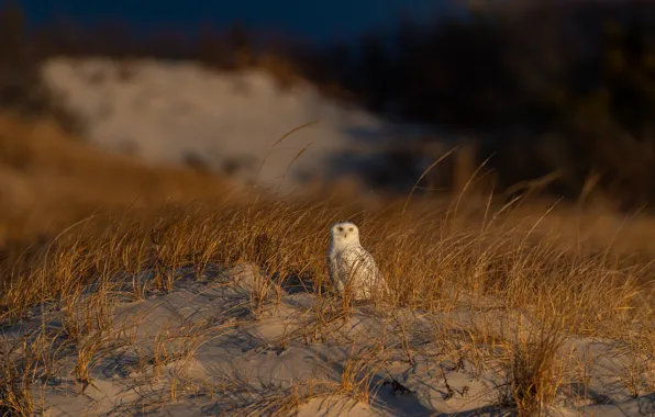 Picture sand, grass, light, nature, the dark background, owl, bird, snowy owl