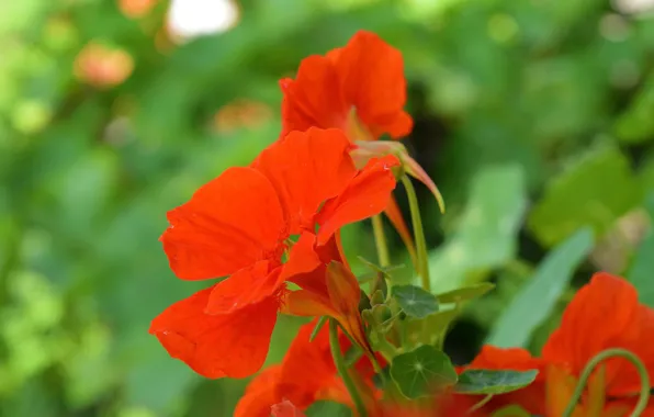 Picture Spring, Spring, Red flowers, Red flowers