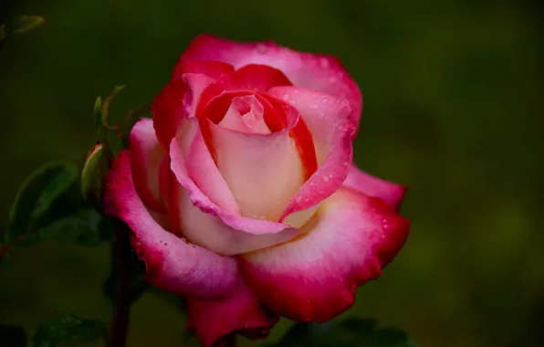 Picture roses, petals, buds