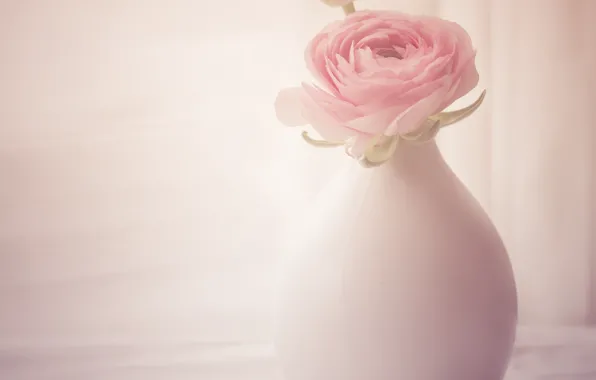 Picture background, roses, vase