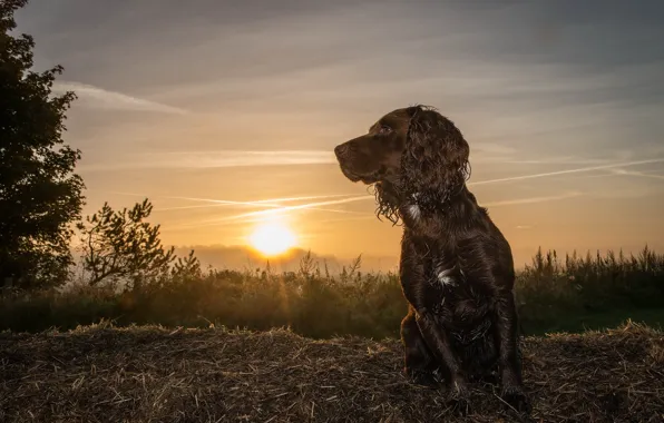 Picture look, sunset, each, dog