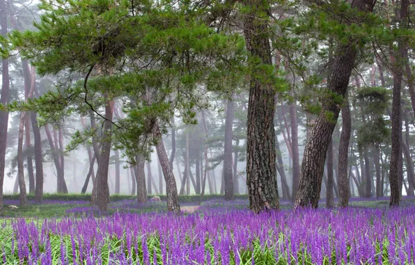 Picture forest, trees, flowers, branches, fog, Park, glade, spring