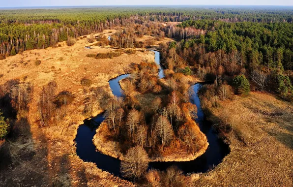 Picture Lithuania, forest, the river