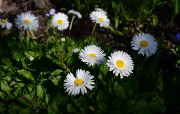 Picture flowers, chamomile, spring, white