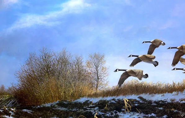 Autumn, the sky, flight, birds, figure, pack, picture, art
