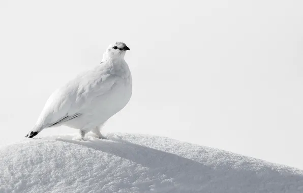 Snow, bird, white, Ptarmigan